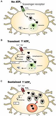 The P2X7 Receptor in Microglial Cells Modulates the Endolysosomal Axis, Autophagy, and Phagocytosis